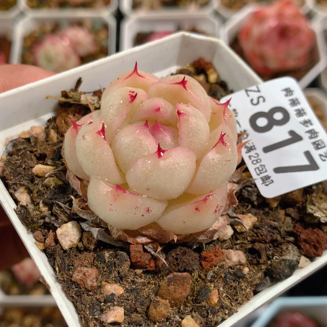 5CM拇指盆精控多肉ZS817