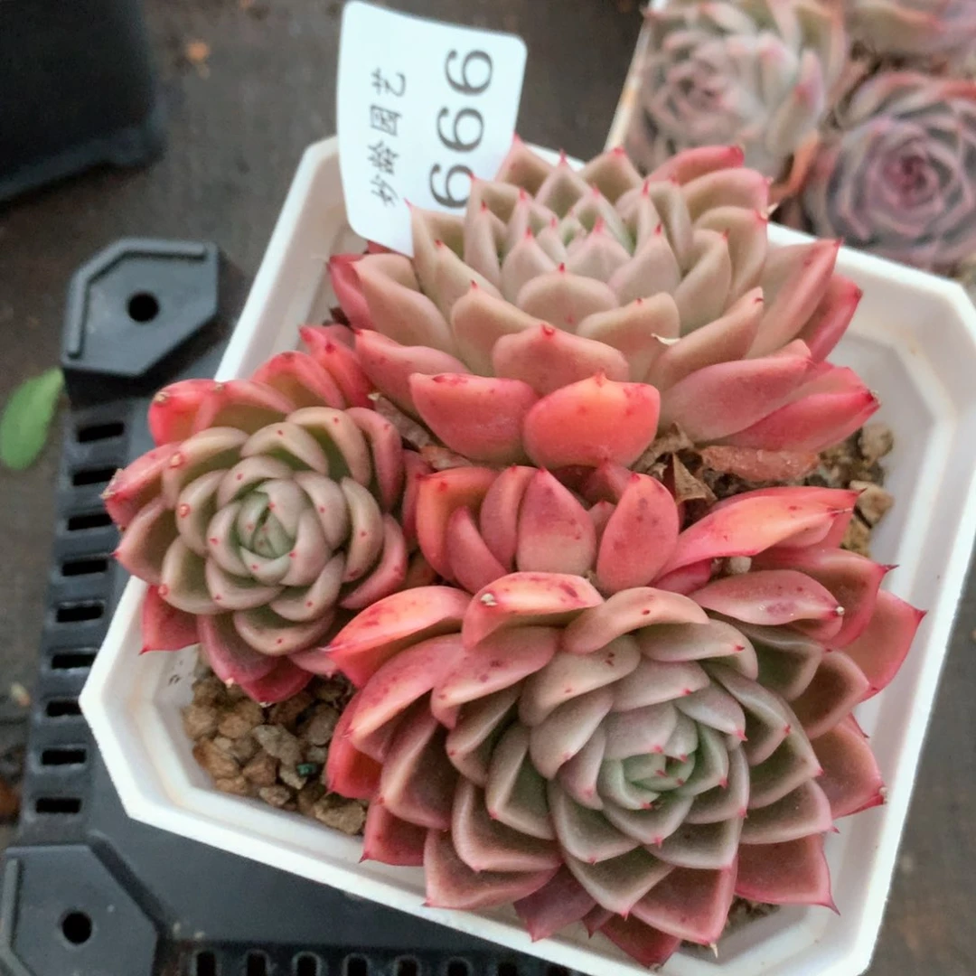 26699杂交多肉植物基地