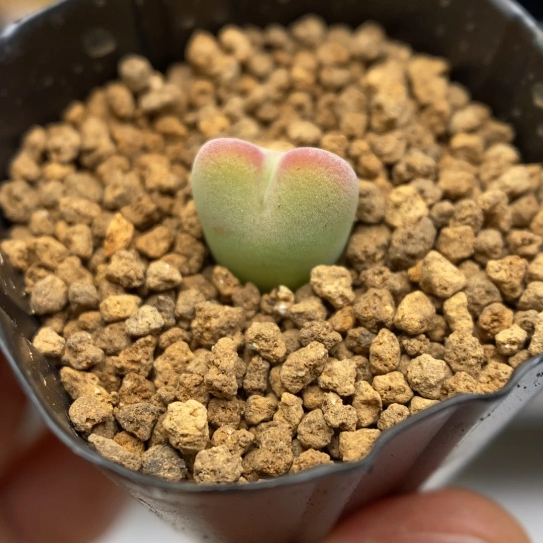 多肉植物K-576 毛将杂