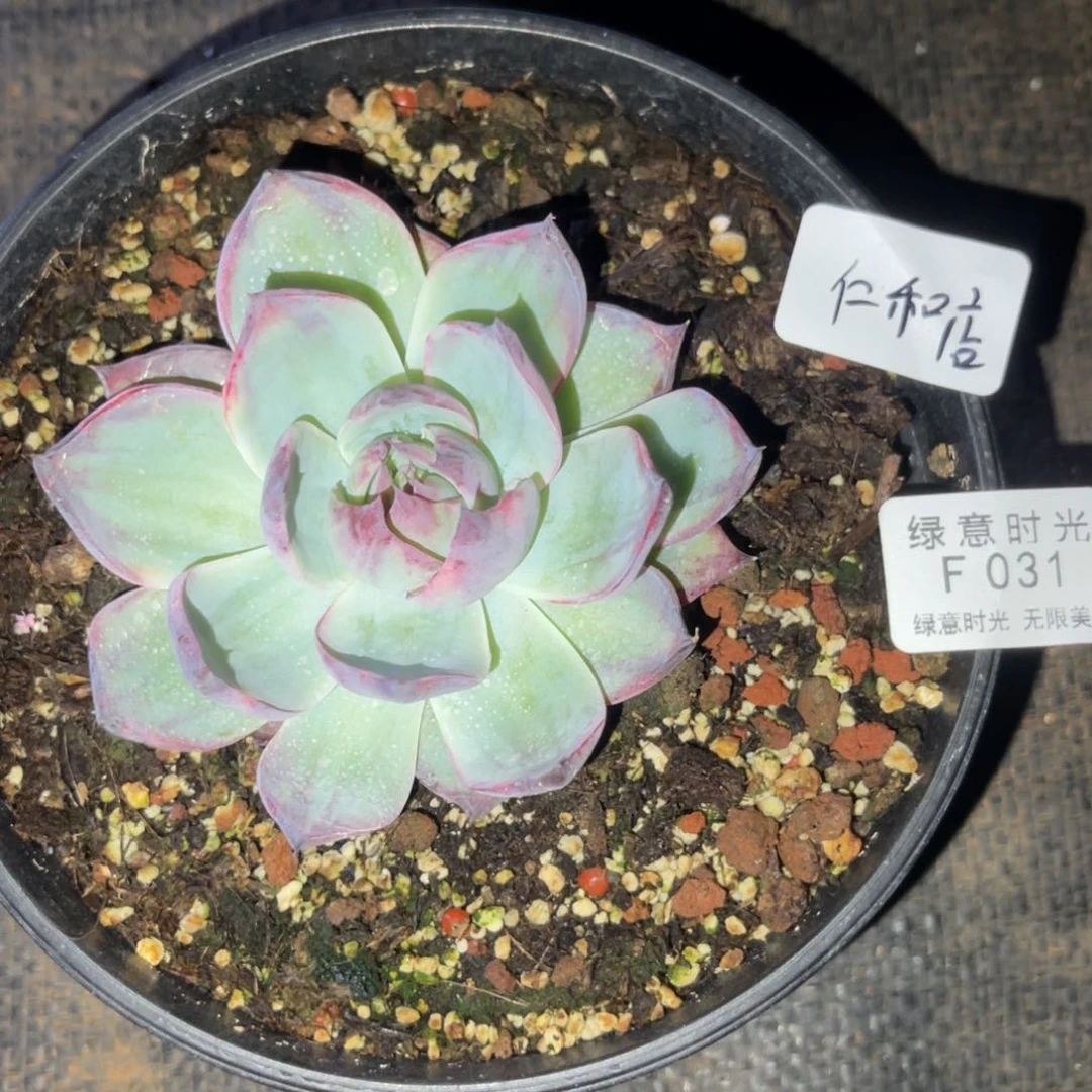 肥****店031 带陶瓷盆发货 满28包邮