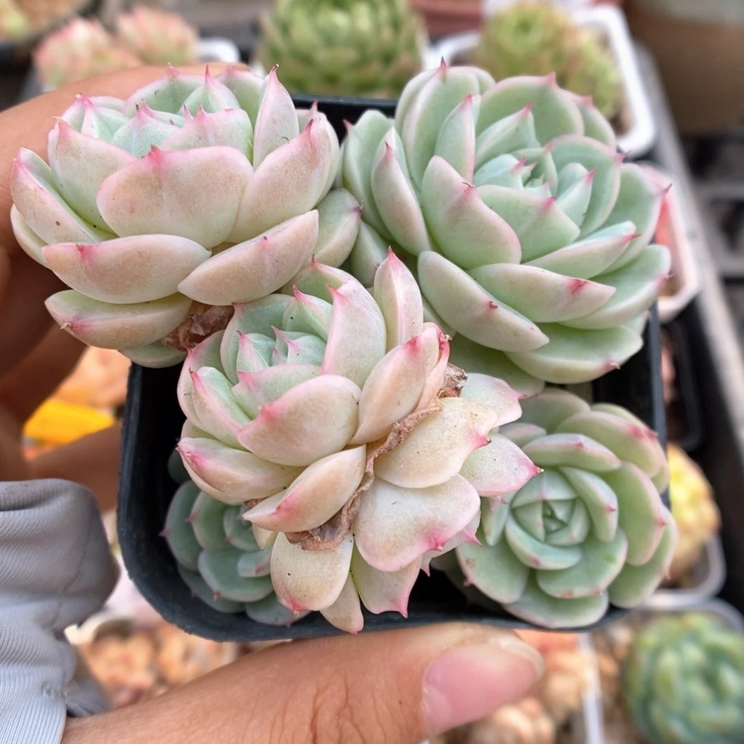 白芷珍妮群生478号