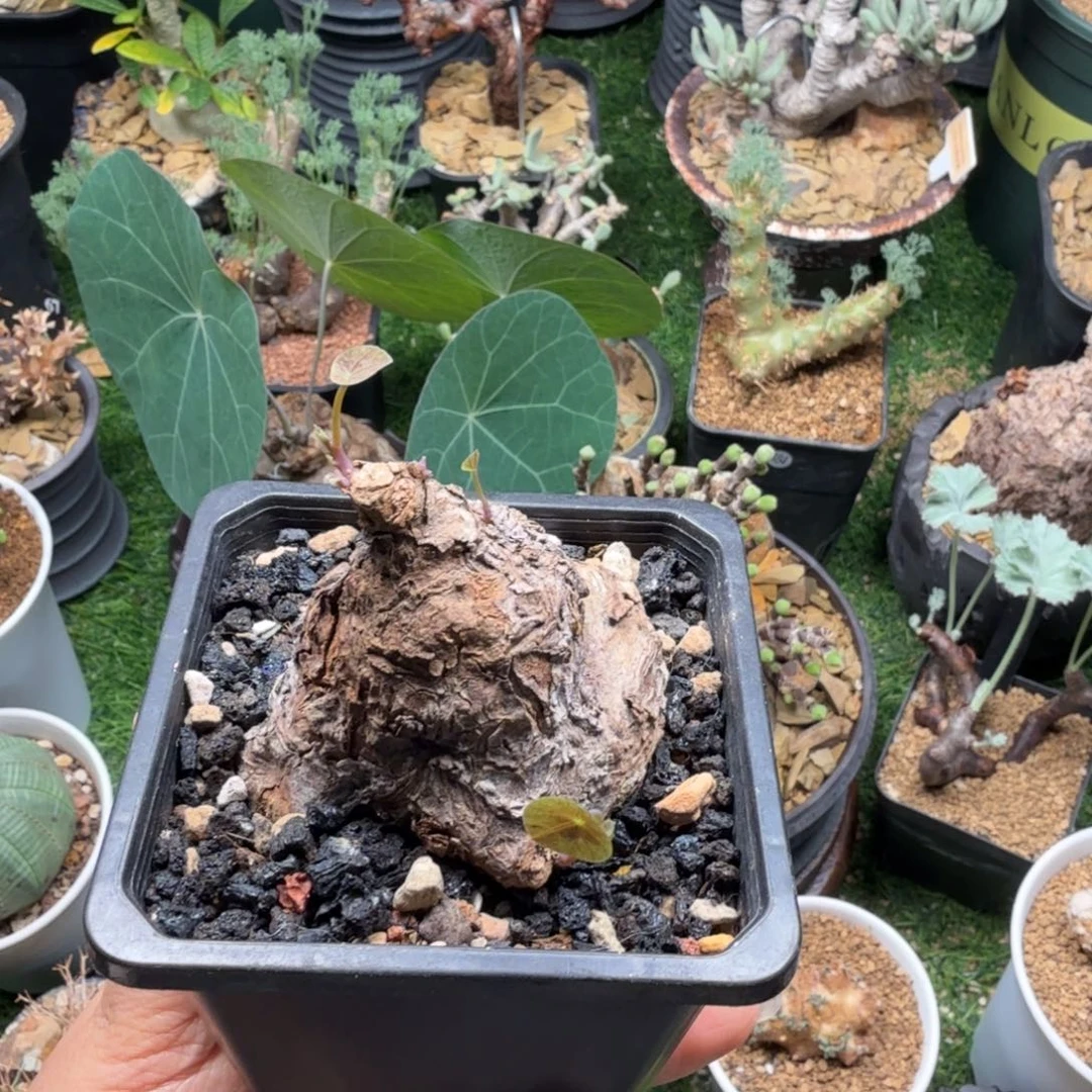 一叶龟039仙人掌球