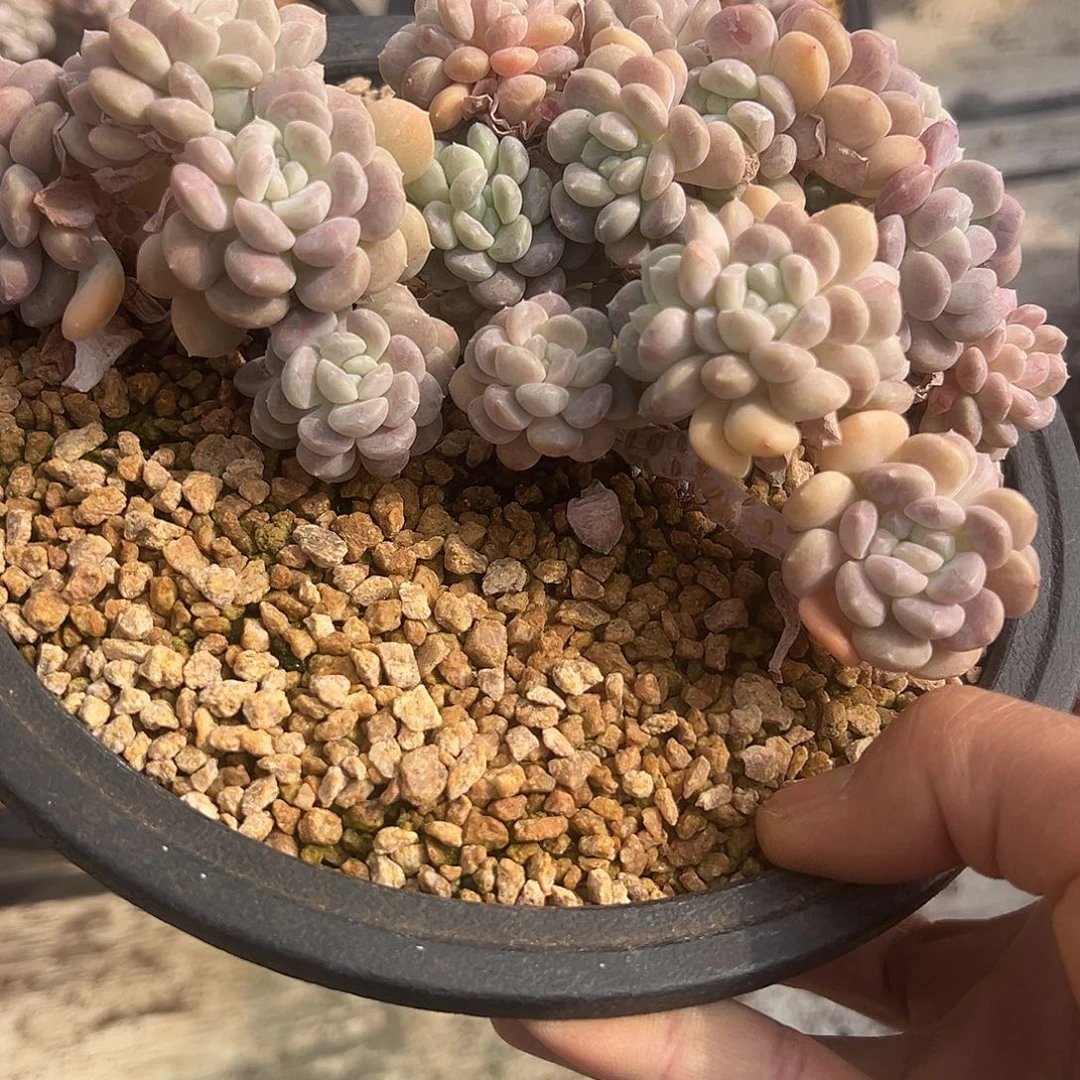 冰橙缀化老桩控养15-28厘米可挑