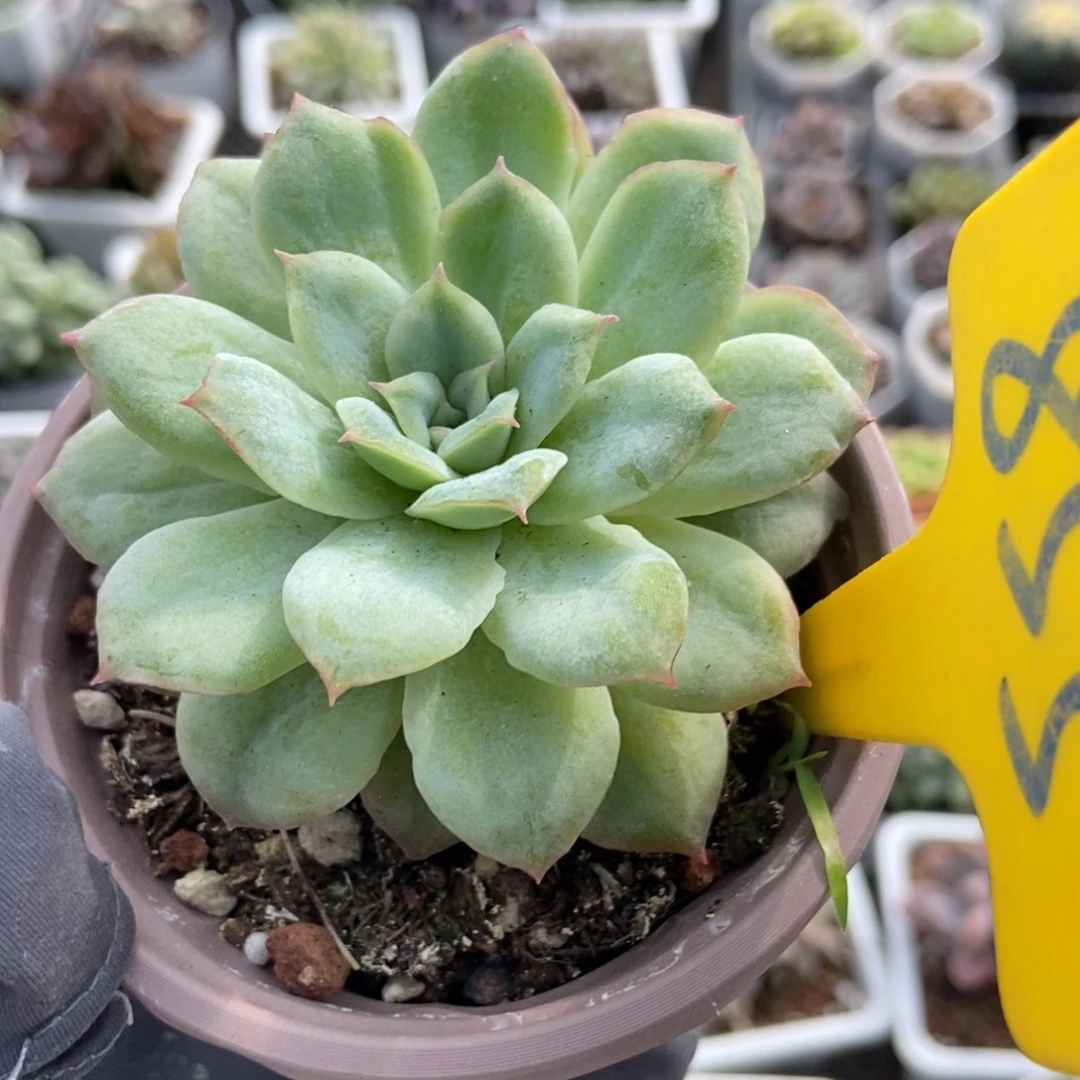 855泡泡纱多肉植物