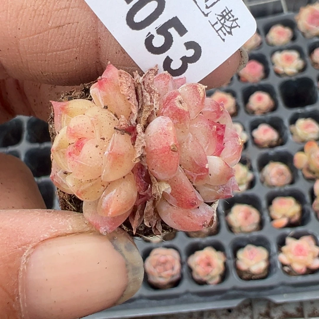 小卡拉米糖心一物一拍20-53