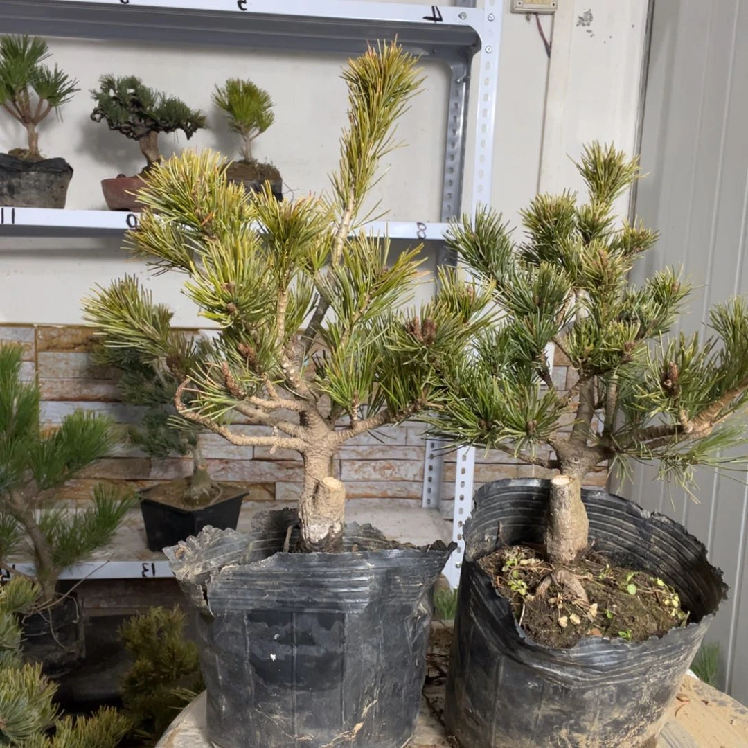 B*2杨梅大阪宫岛大阪一起160