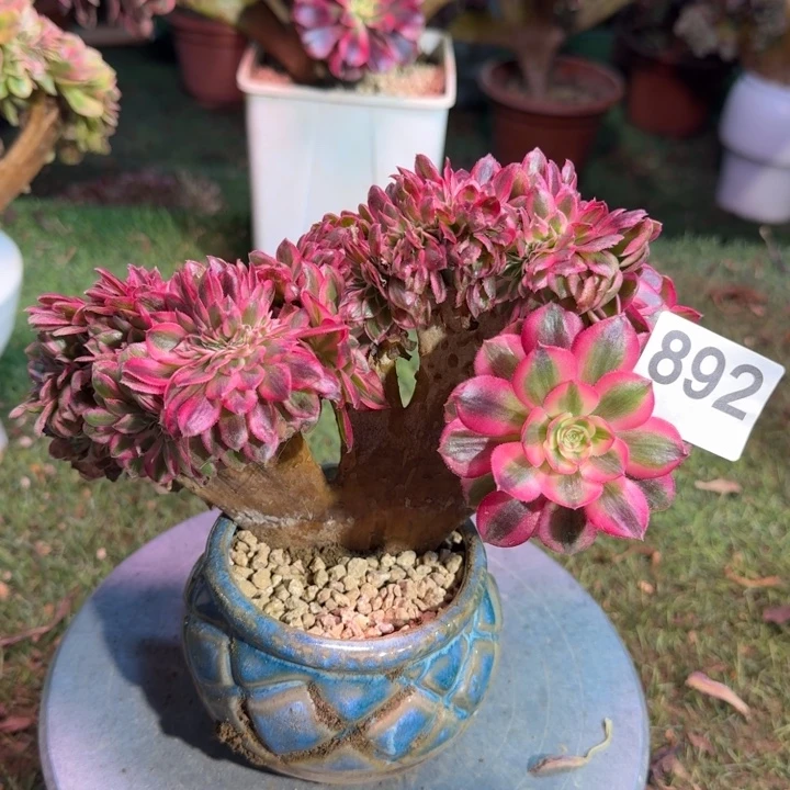 倾城法师锦缀化892