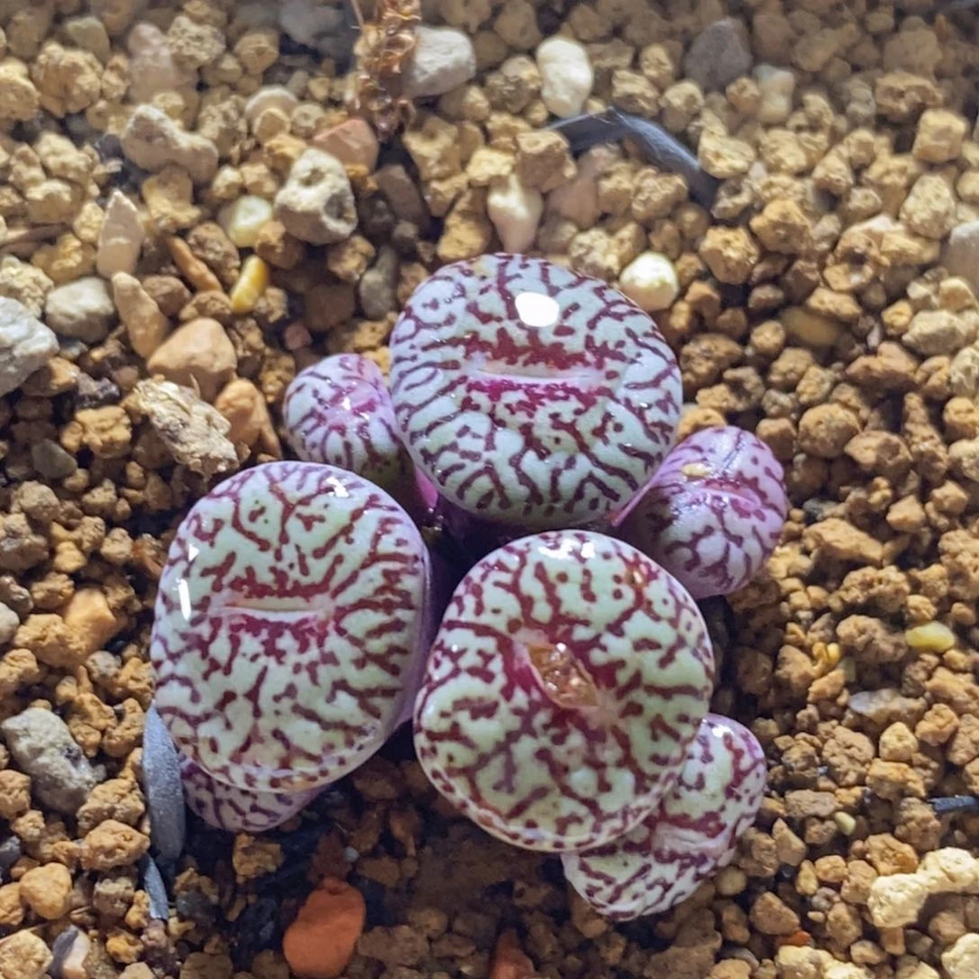 好看好看的mo好看好看