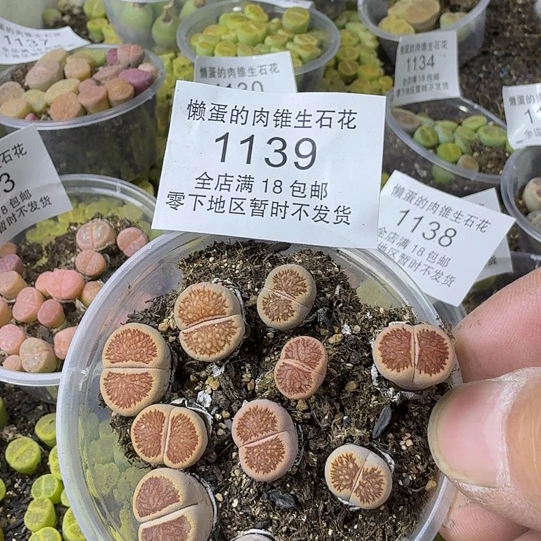 1139 哈哈哈哈哈哈哈哈