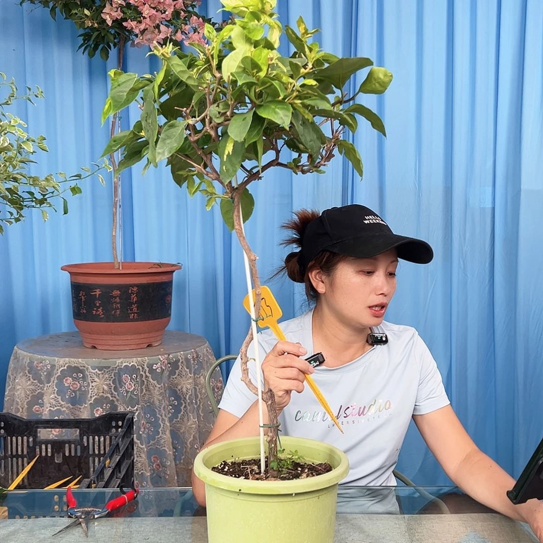 姜***啡大部分开放少量花苞J13橙白