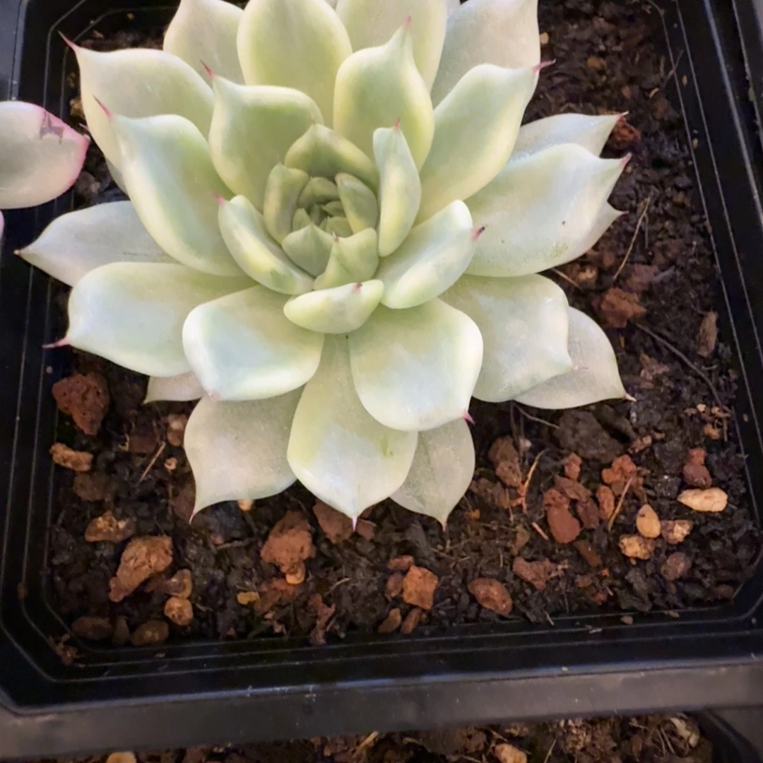 念妖奴 安吉园艺锦