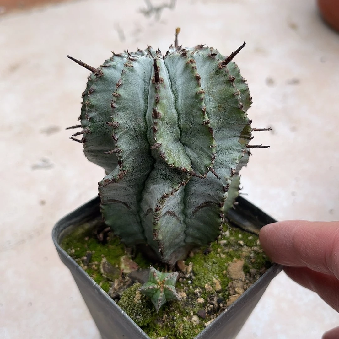 白衣魁伟玉仙人球一物一拍