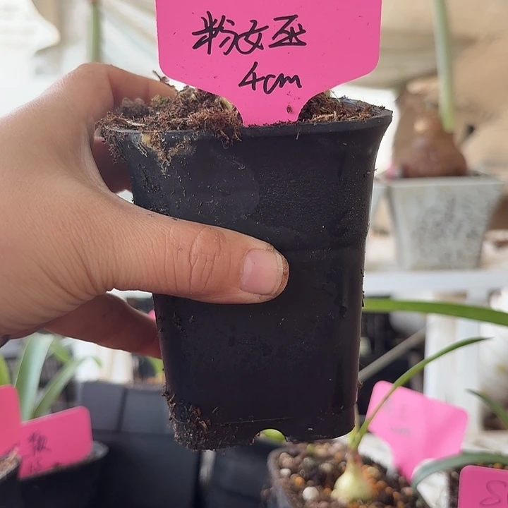 无花朵粉女巫直径4