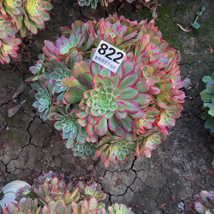 莲花花27-40包邮花花