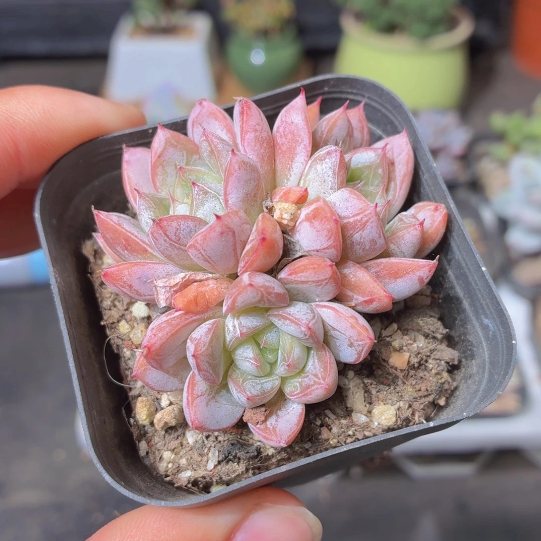 百达翡丽多肉9.9包邮发货