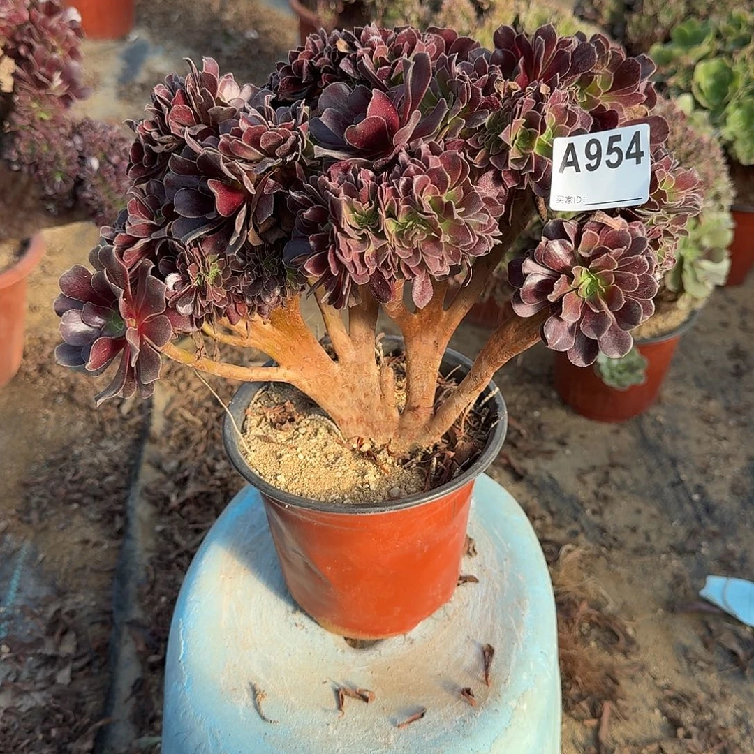 954欧紫有伤一颗满28包邮