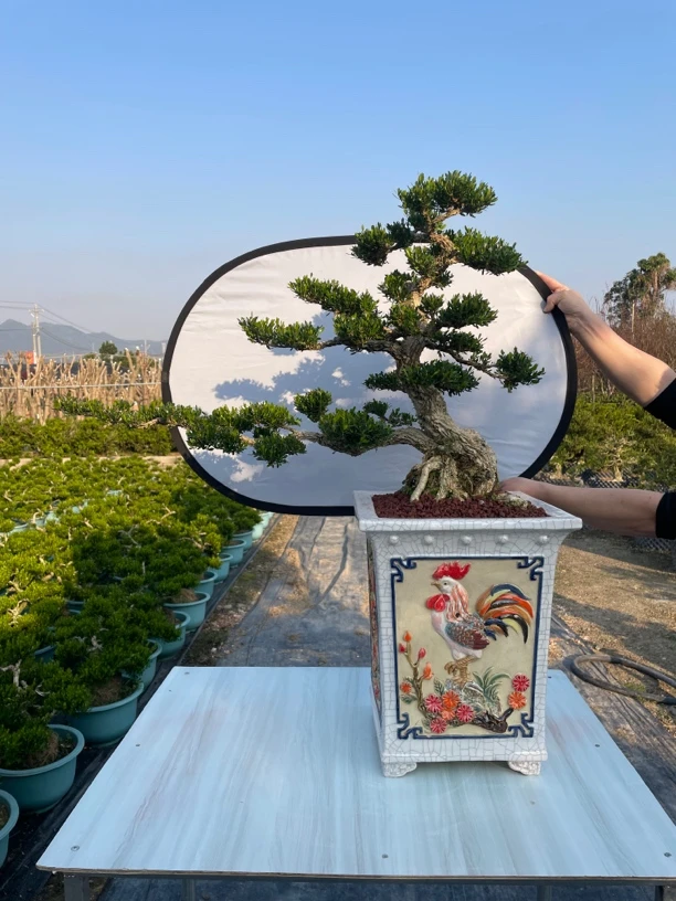 【实拍】黄杨盆景岭南剪枝长飘庭院桩