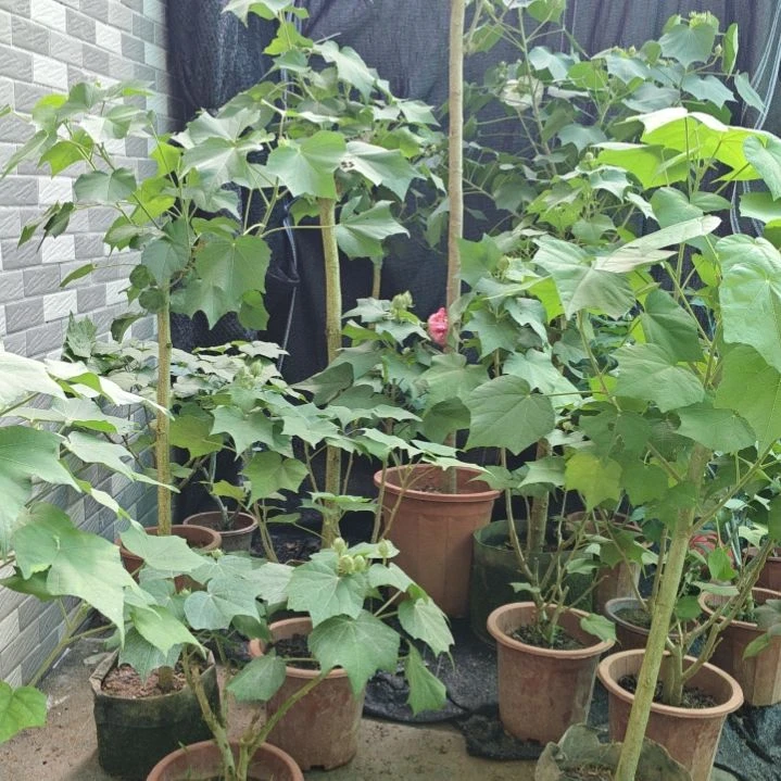 6***7无花朵芙蓉花带花苞1009