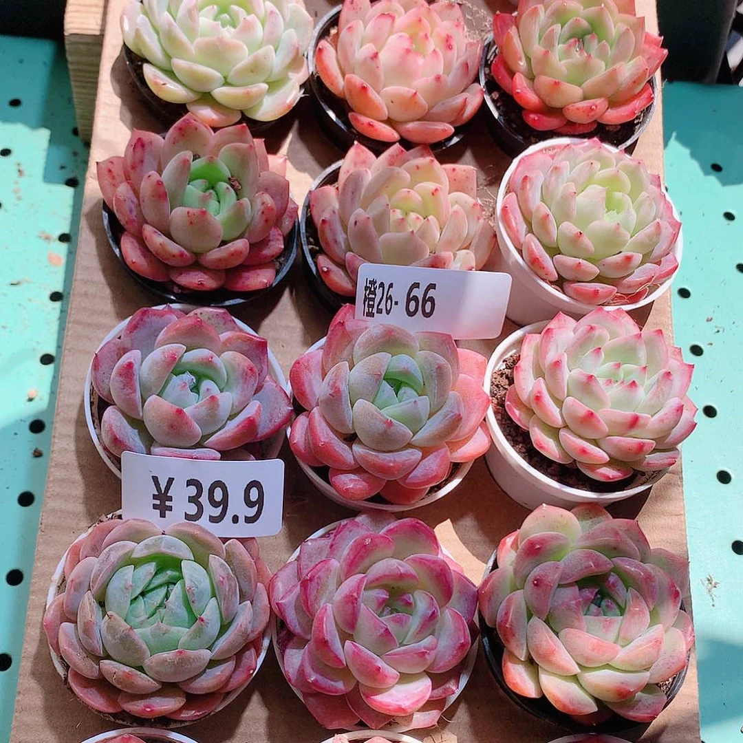 26-66一物一拍带盆18颗