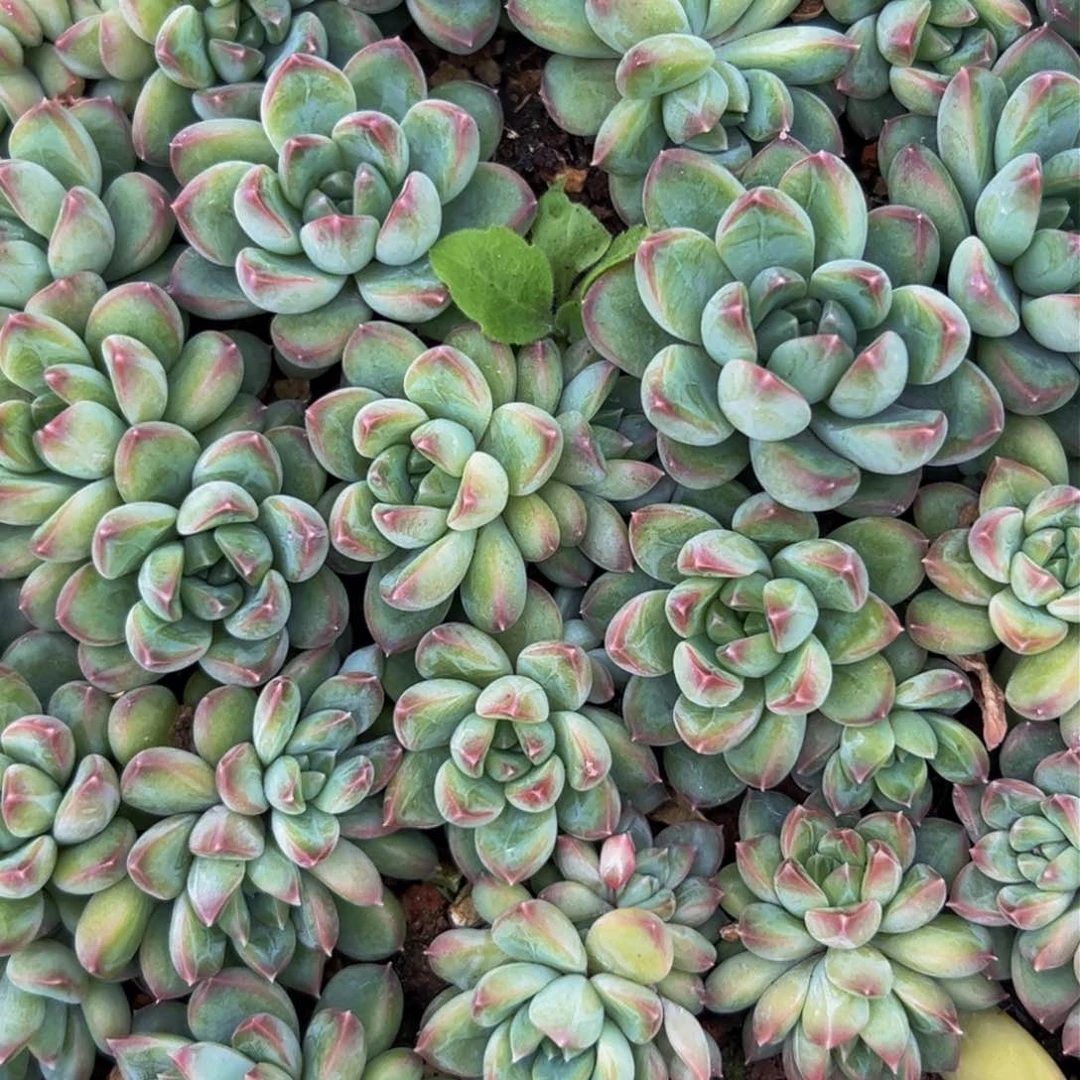 10颗一组 大小不等大小不等