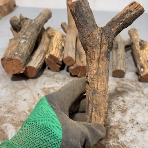 大果紫檀（缅甸花梨）曾***诺