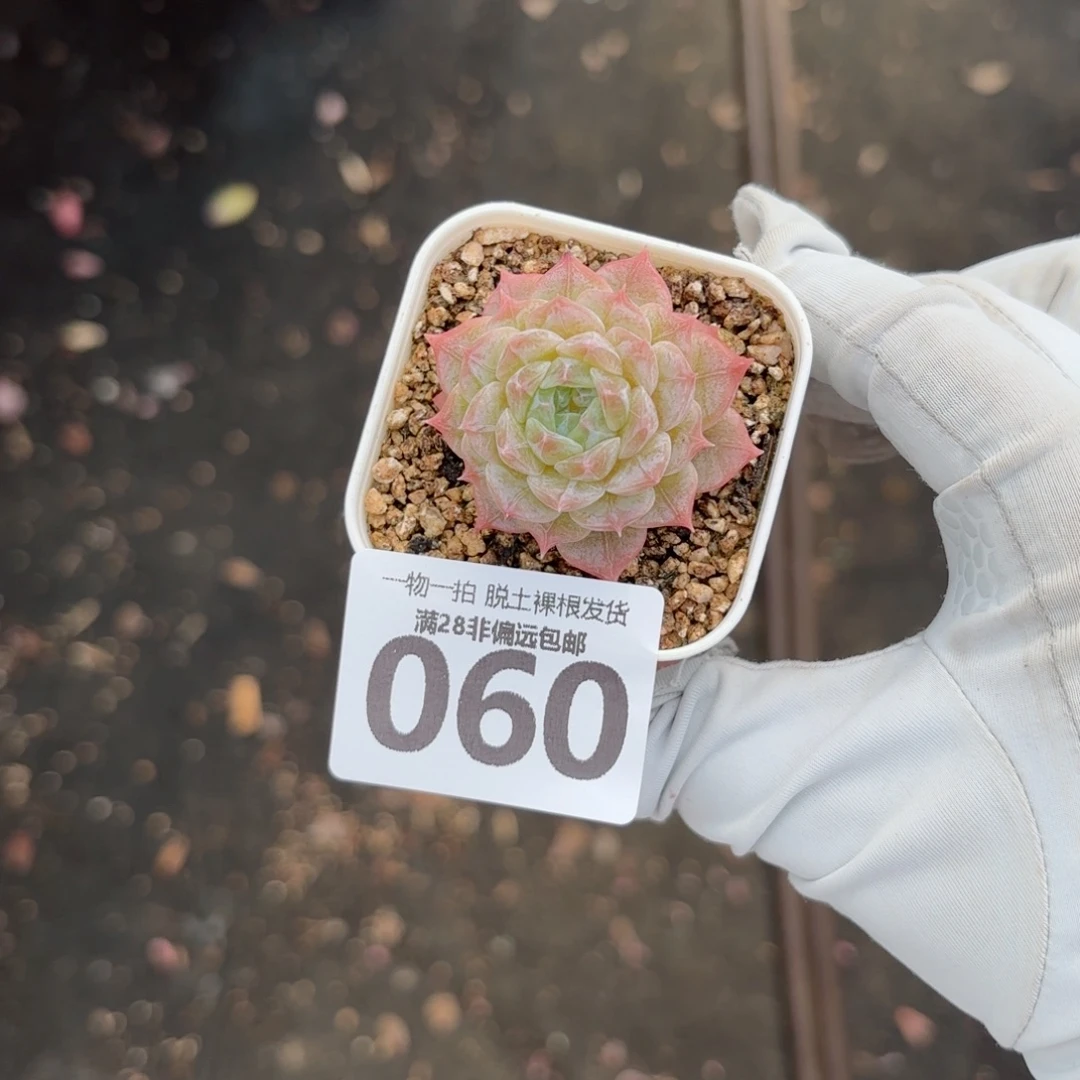 蜡***租优选糖心无盆土发货