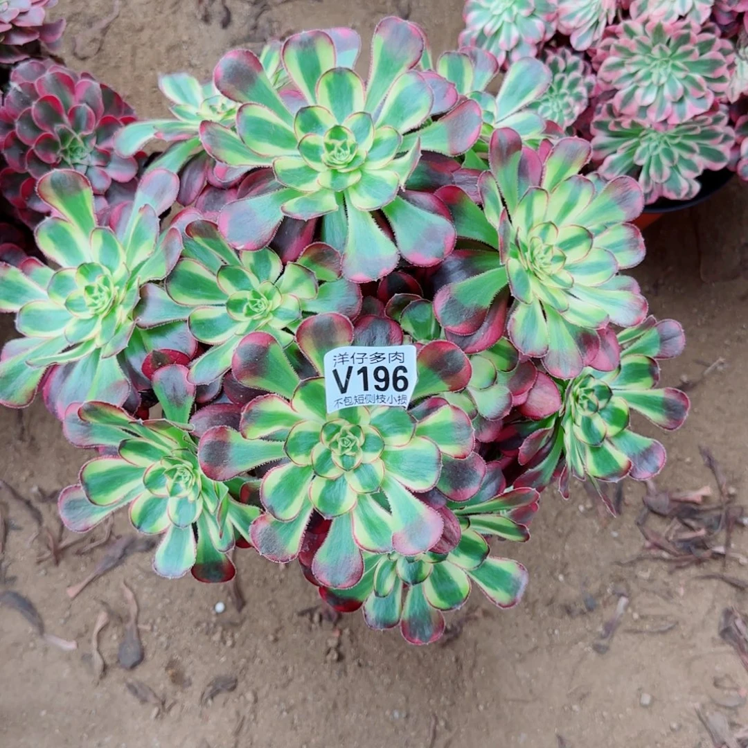 冰淇淋发师196冠幅30