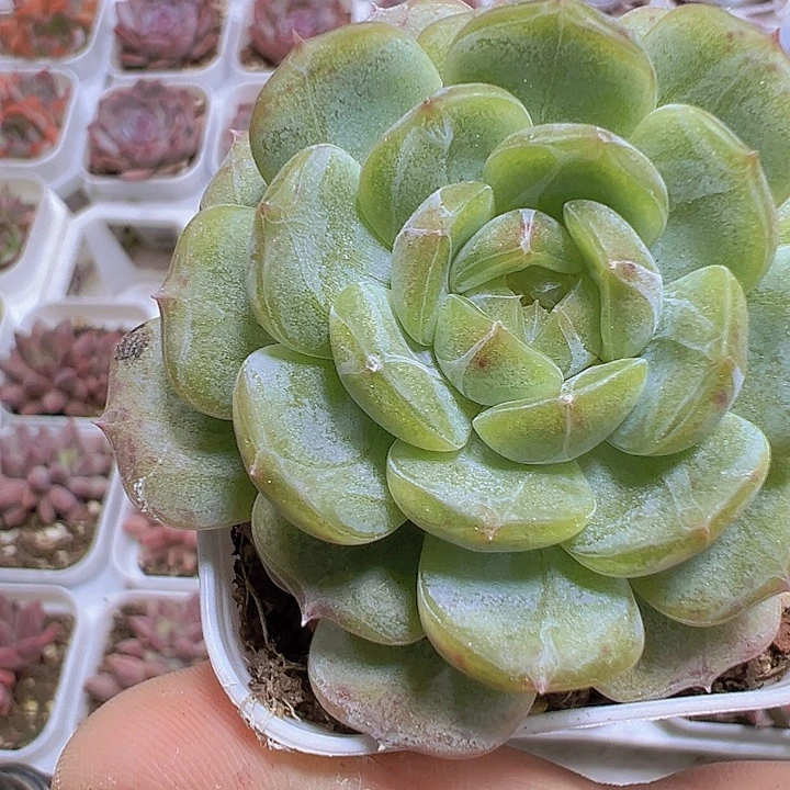 白恋19包邮多肉植物