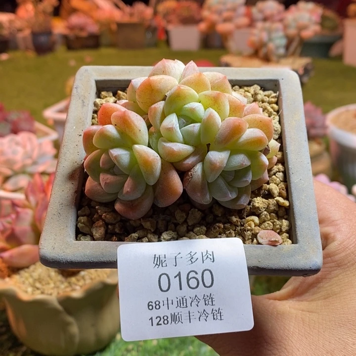 0160啊啊啊啊啊啊啊啊啊啊啊