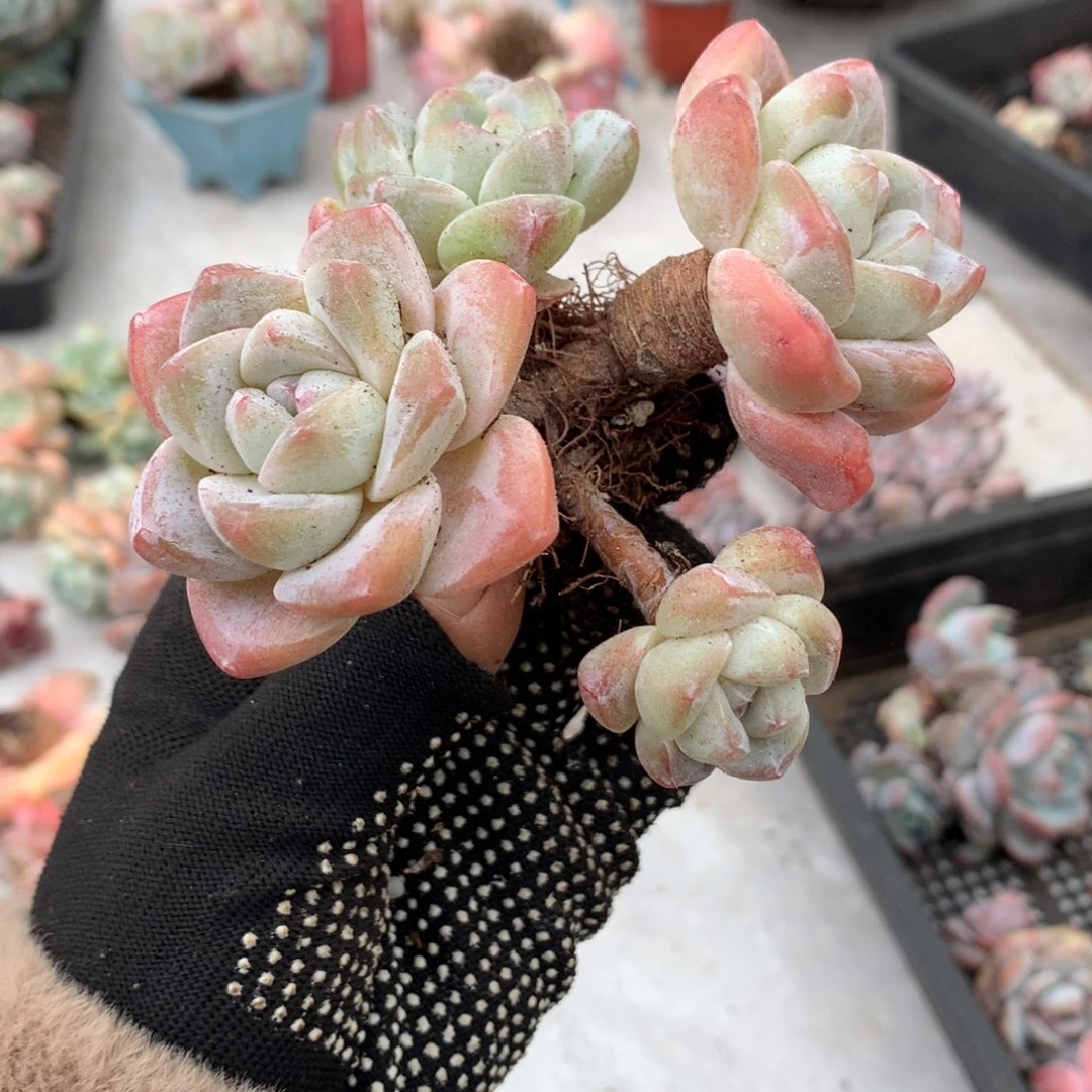 哈哈哈哈哈哈冰玉石榴籽