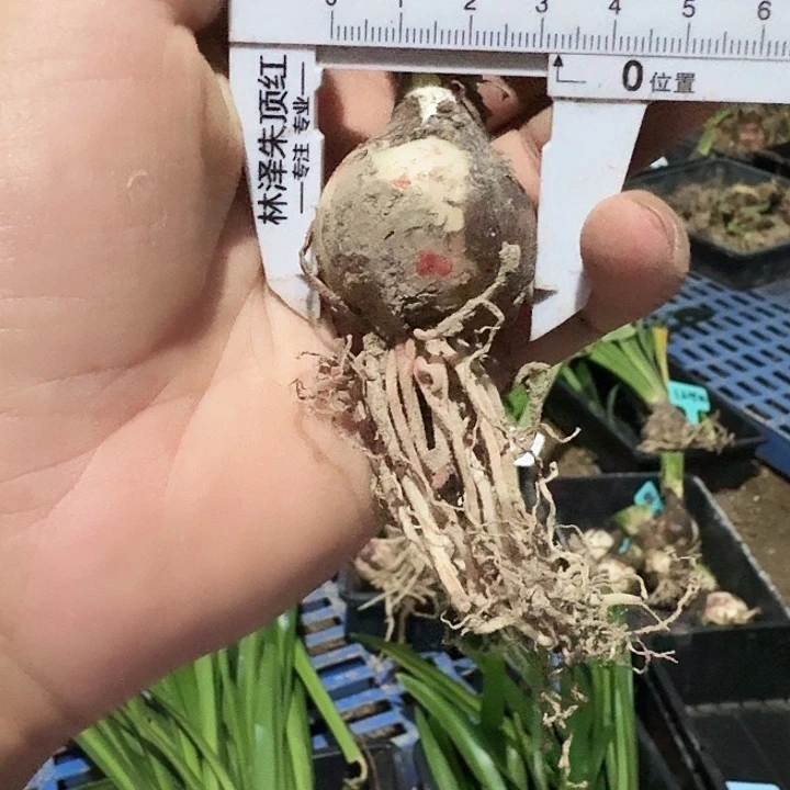 双绿朱顶红一棵3+