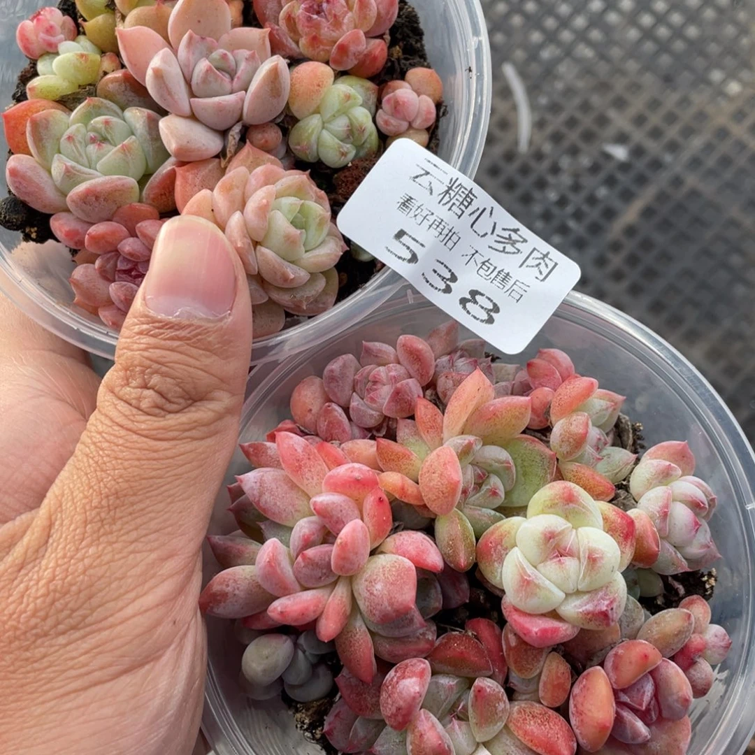云糖心多肉植物538