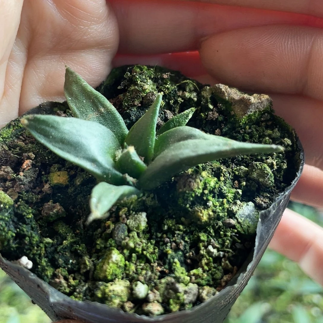 4cm实生细尤龙牙牡丹萝卜根