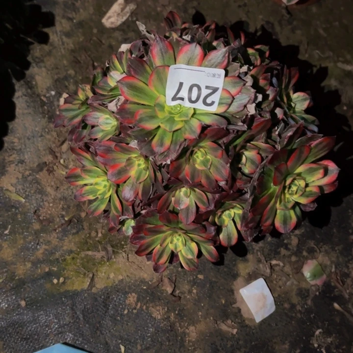 207水果糖多肉植物