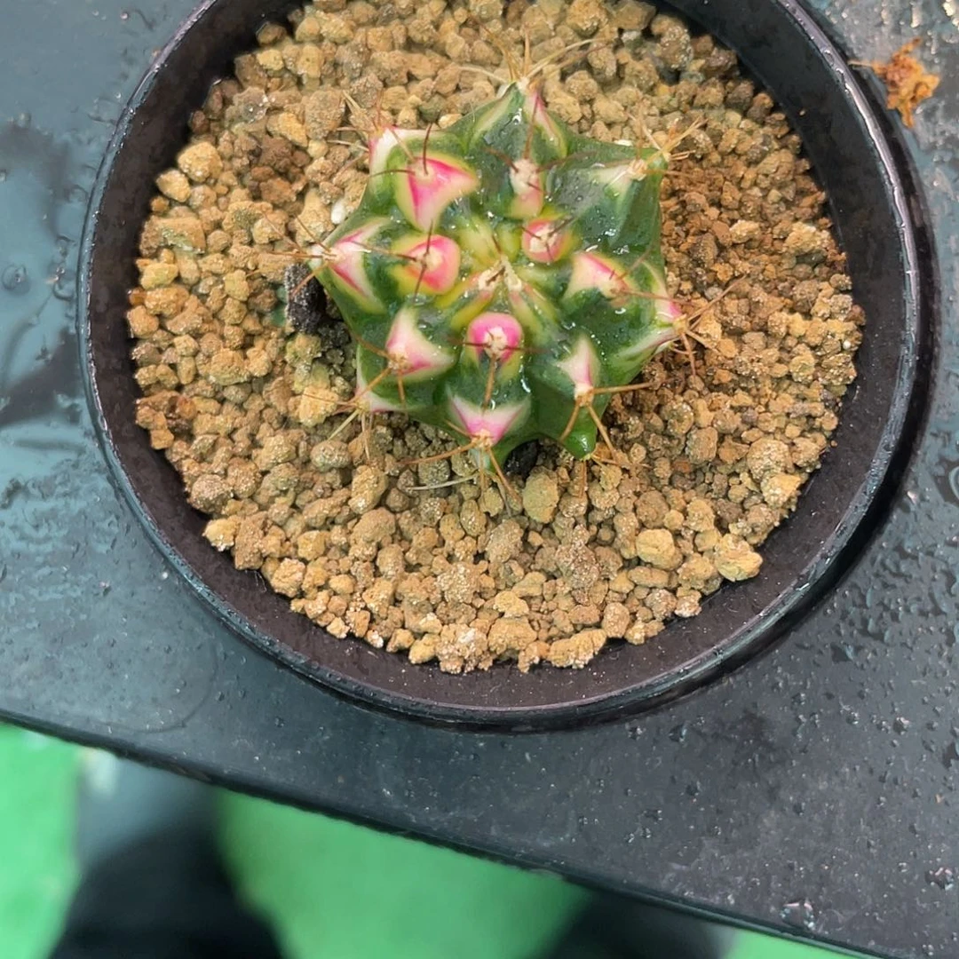 1-166米哈花田3厘米