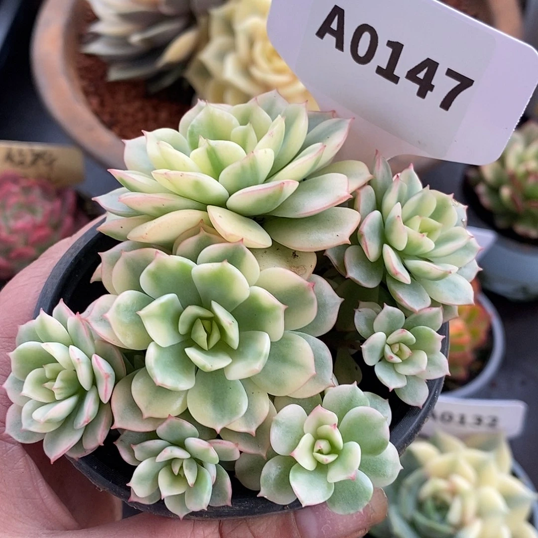 147群生哈哈哈哈哈