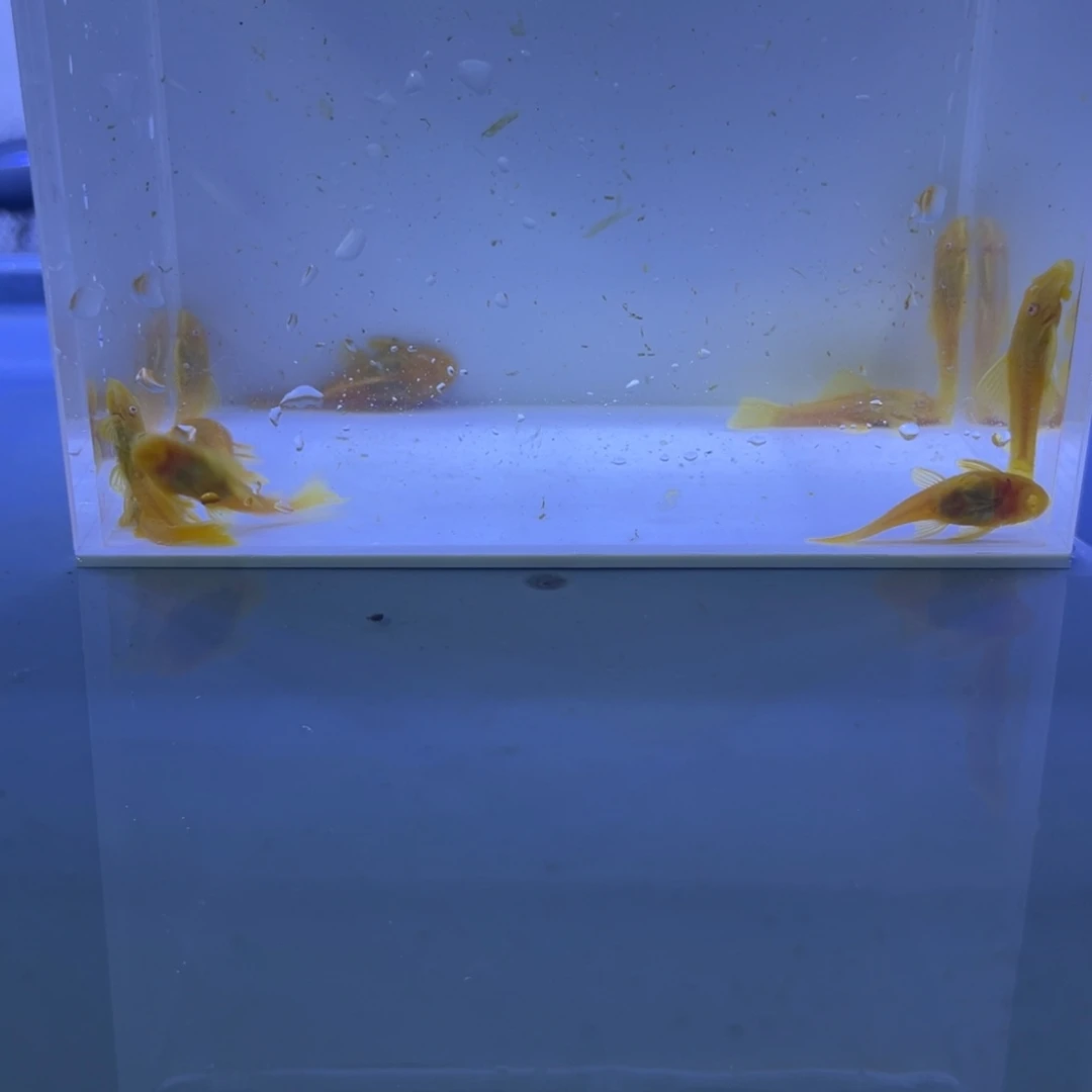 孔雀鱼胡子10条开箱视频报损