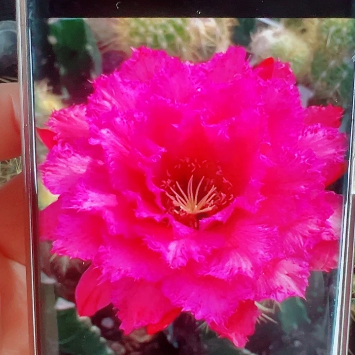 毛花柱702侧芽拍一发二