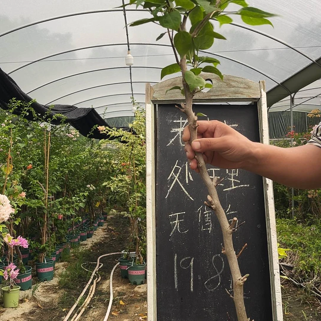 完全开放三角梅三角梅946