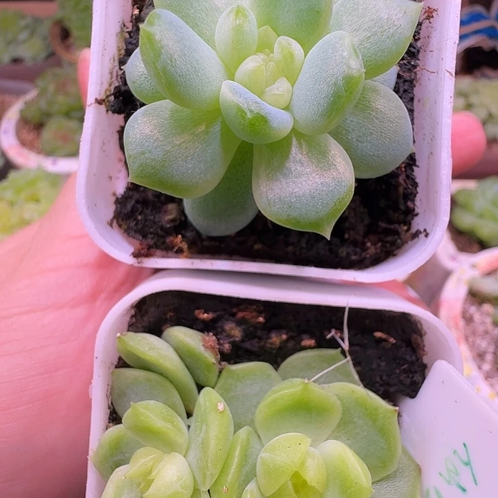 烤鸡翅专拍3015仙台