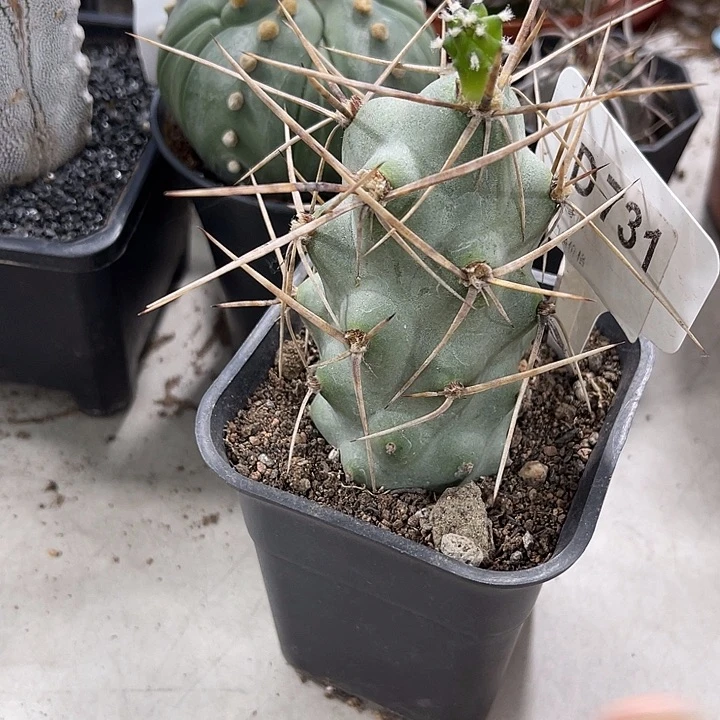 仙人球开花仙人球上