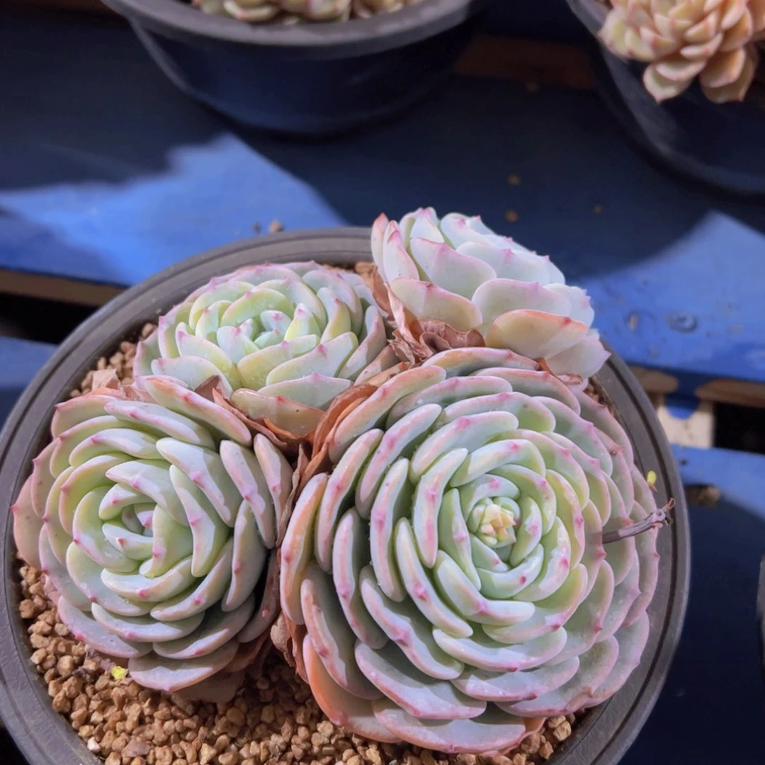 ᥫ****勃朗峰，多肉植物，