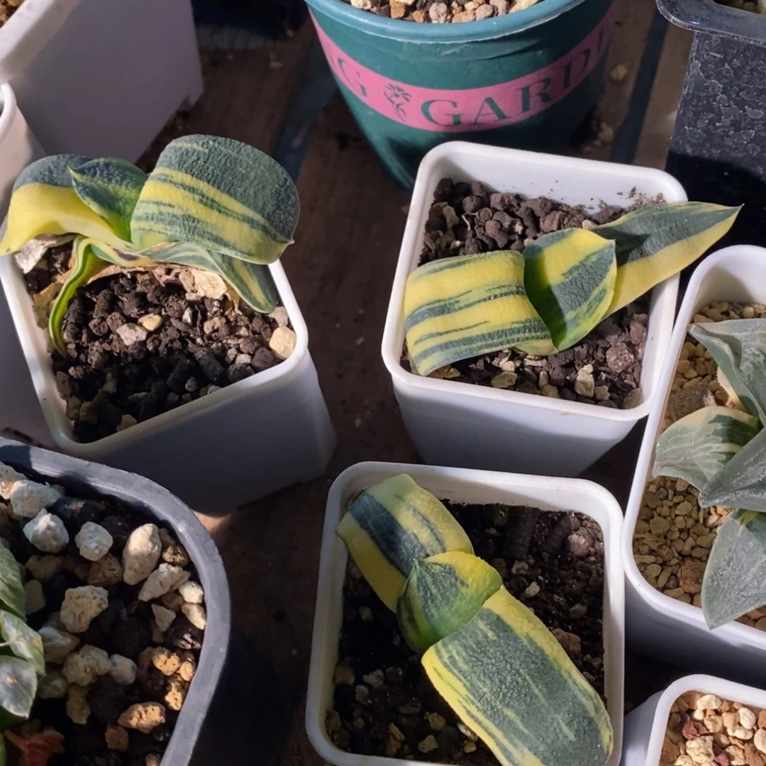 一颗卧牛锦 两颗一起400。开播福利