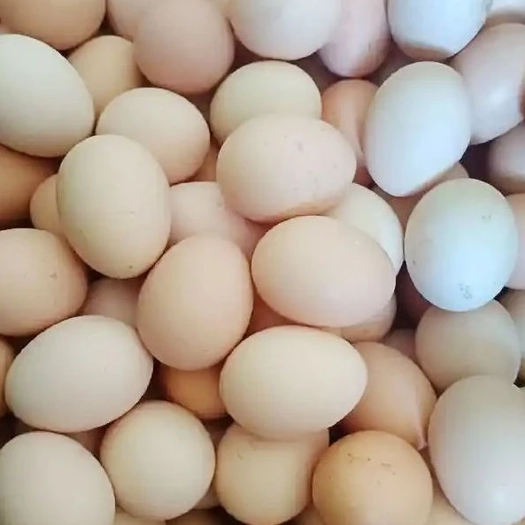 散养土鸡蛋农家无抗跑山鸡蛋