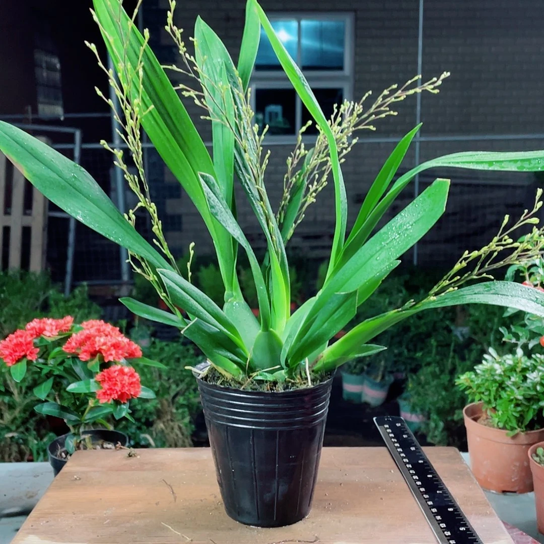 当前无花栽培后可以开花梦香兰5花剑以上粉色