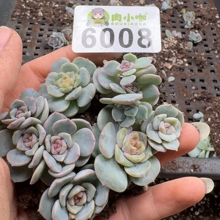 多肉植物多肉植物