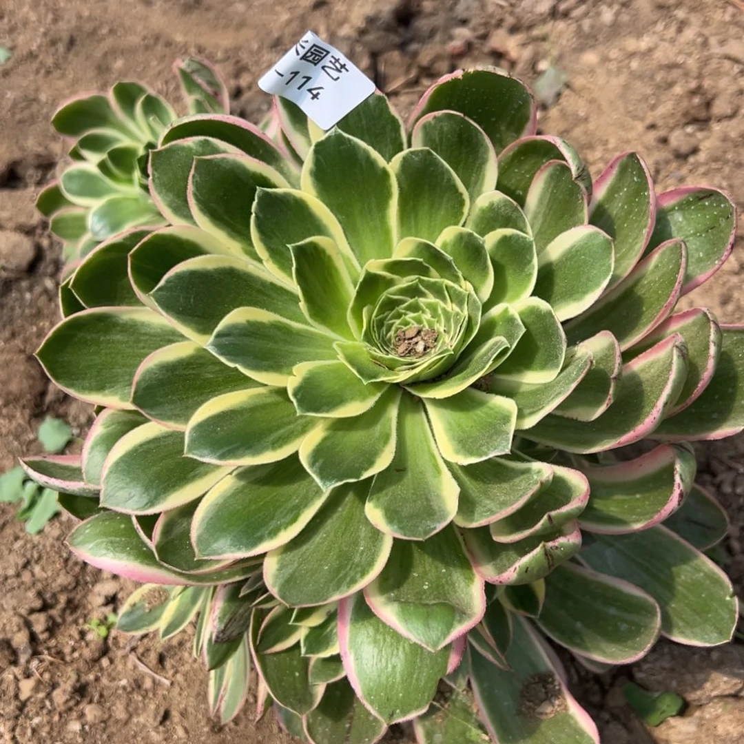大叶绿玫瑰锦多肉植物114