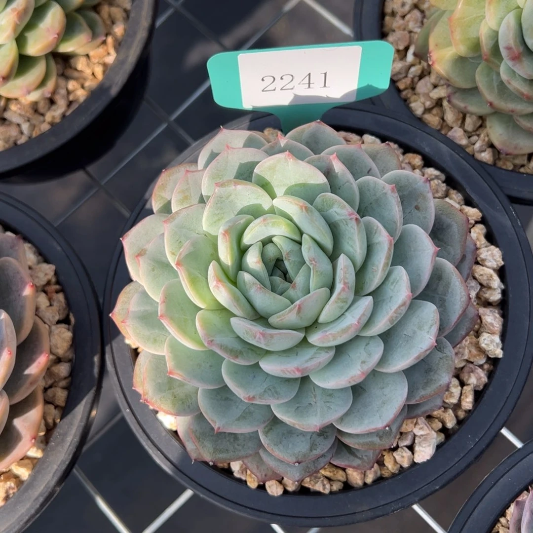 兜****?2241肉多哦多么多肉多哦