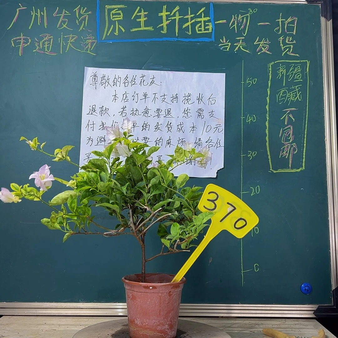 当前无花栽培后可以开花 金边叶丽娜  370