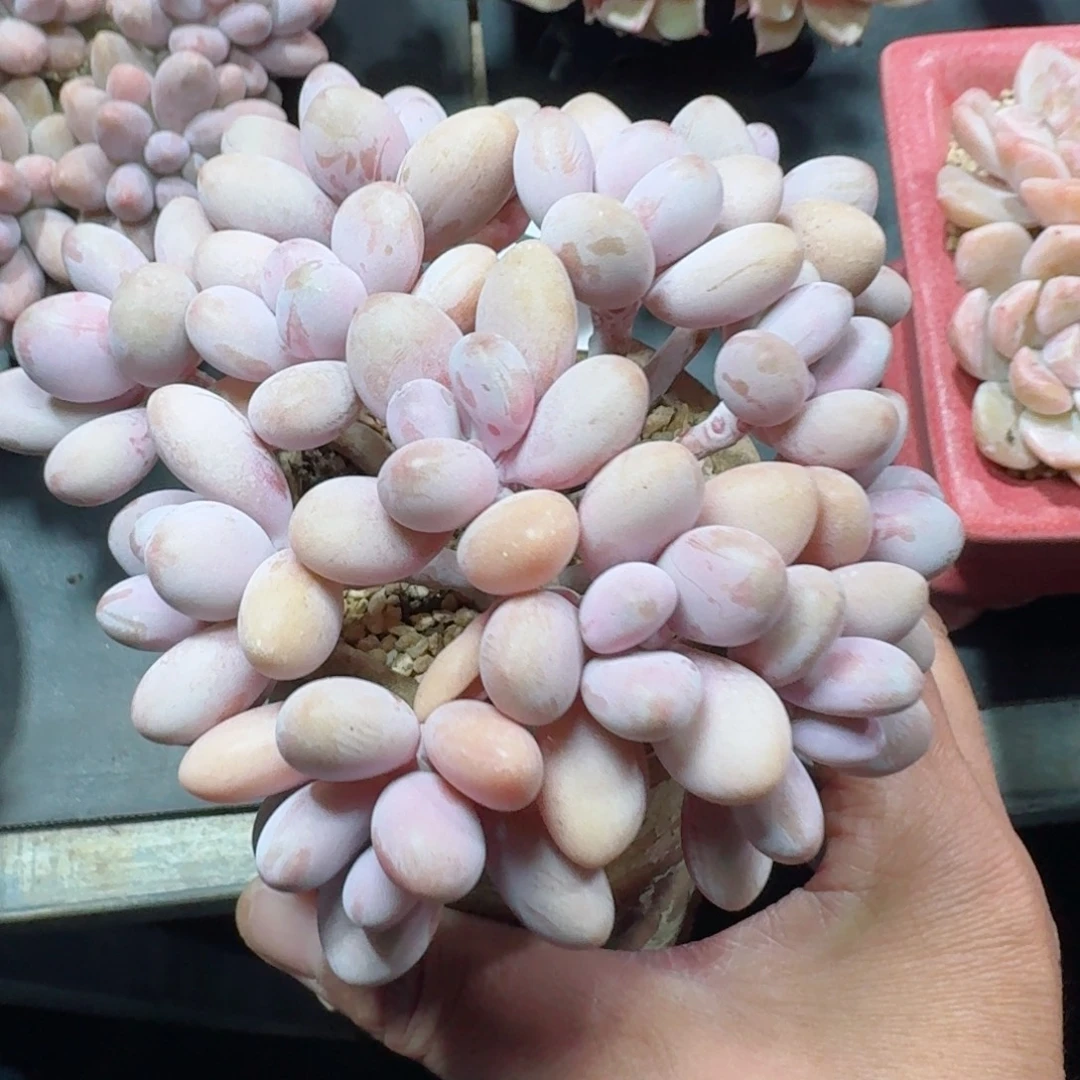 桃蛋树桩          摇身一变高富帅，一夜暴富动作快